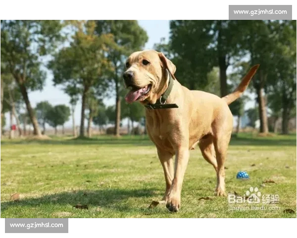 大型犬竞技盛会精彩纷呈 超级犬种争霸赛即将揭幕 大型犬竞技盛会精彩纷呈 超级犬种争霸赛即将揭幕